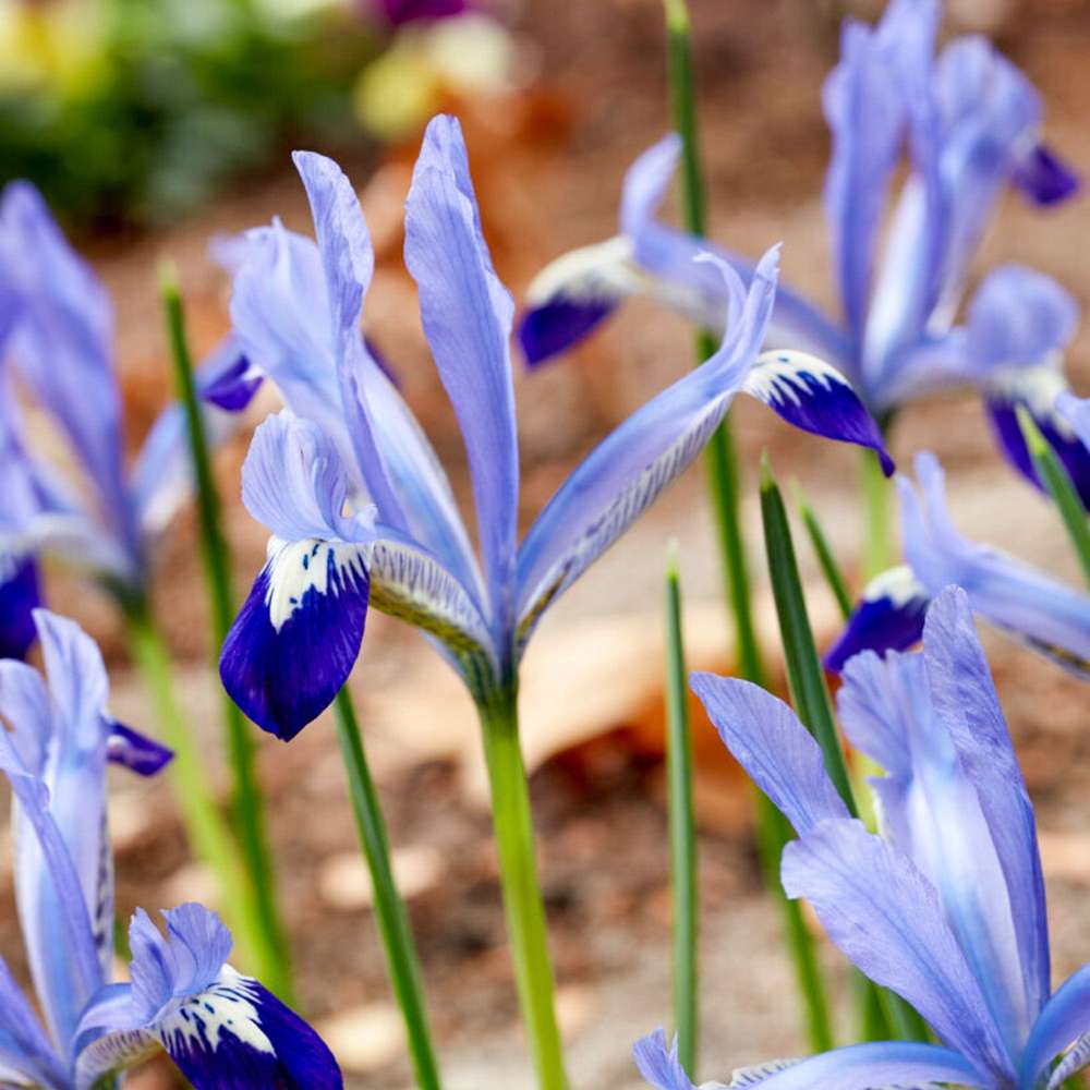 Iris 'Reticulata 'Clairette'
